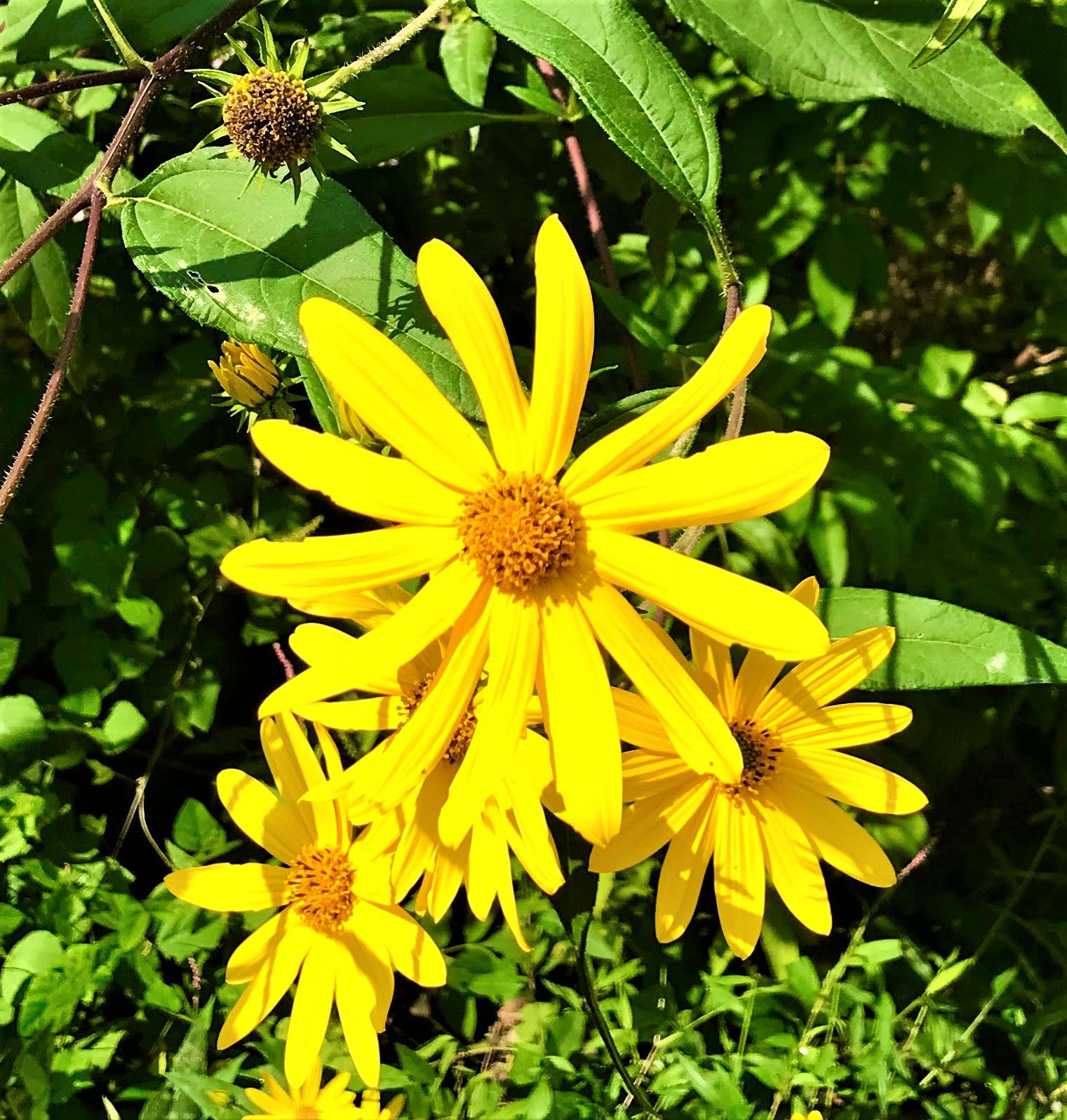 A taste on the wild side Jerusalem artichoke Historic Union County